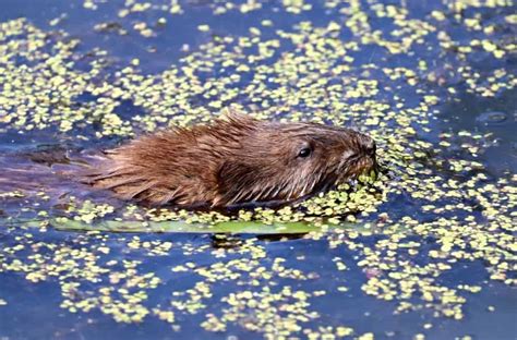 What Do Muskrats Eat A Z Animals