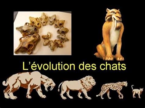 L Volution Des Chats Youtube