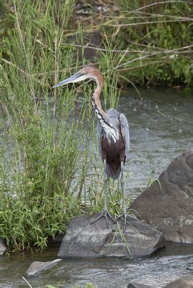 18 Limpopo river Stock Pictures, Editorial Images and Stock Photos ...