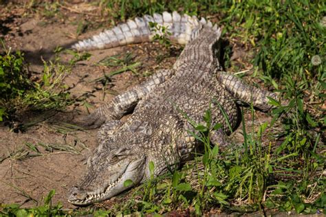 "Freshwater Crocodile" Images – Browse 798 Stock Photos, Vectors, and Video | Adobe Stock