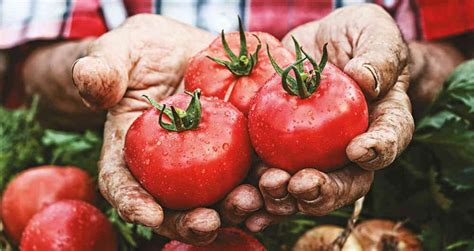 Descubre Todo Sobre La Agricultura En Colombia Y Mucho M S