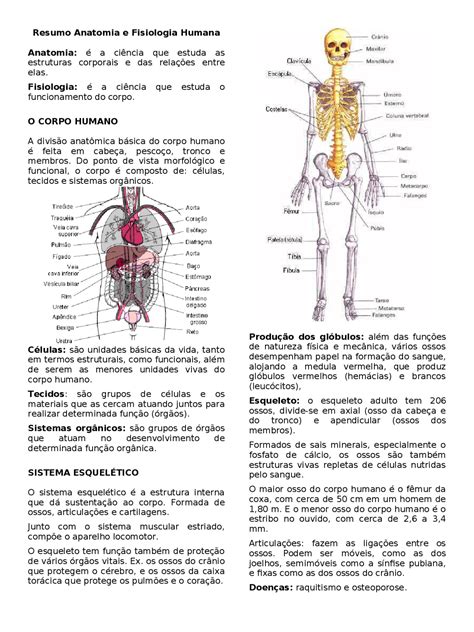 Anatomia Humana Mapa Mental Ensino Hot Sex Picture