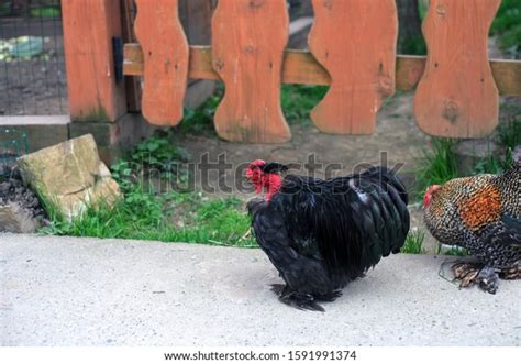 Dwarf Chicken Walking On Yard Naked Stock Photo Shutterstock
