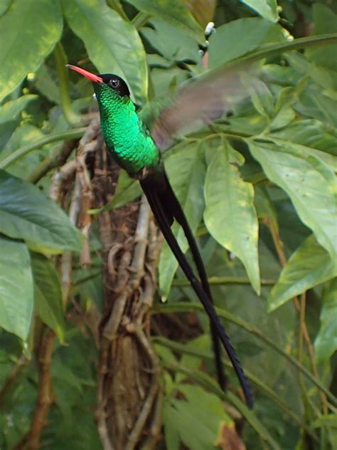 Колибри. Птицы. Голоса птиц.