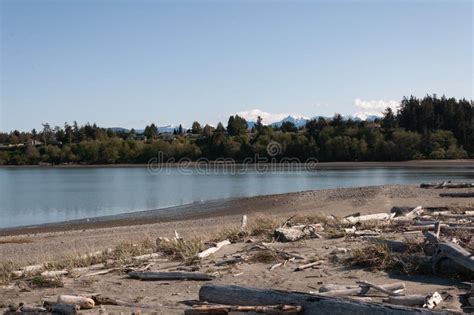 Wooden Stems At Dungeness Spit In Front Of Evergreen Trees And