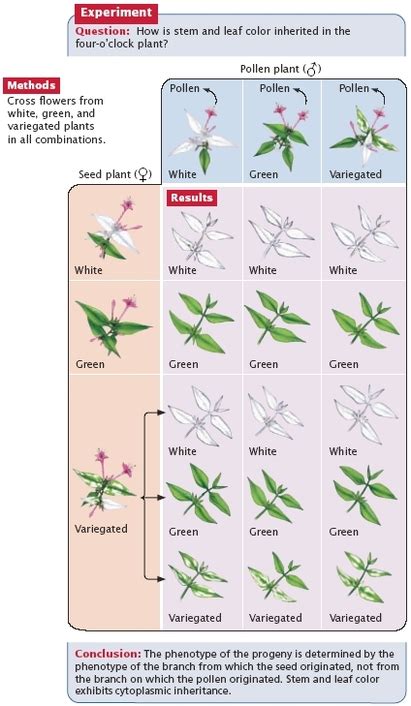 Chapter 14 Ap Biology Review