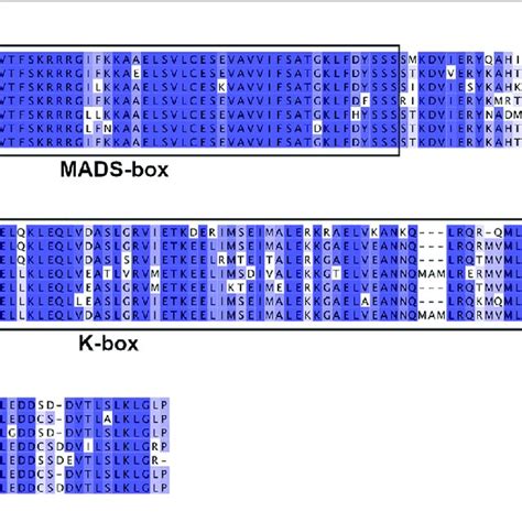 Alignment Of Predicted Pdodam1 6 Protein Sequences Mads Box And