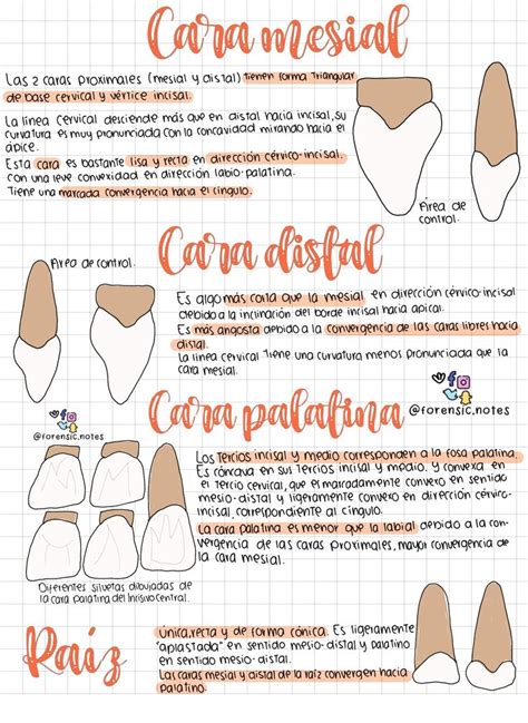 Anatom A Dental Incisivo Central Superior Udocz Anatom A Dental