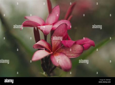 PINK FLOWER BACKGROUND WALLPAPER Stock Photo - Alamy