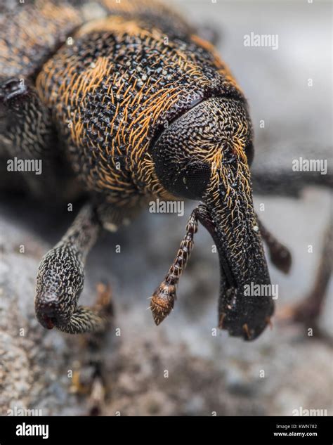 Especies De Gorgojo Fotograf As E Im Genes De Alta Resoluci N Alamy