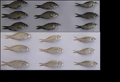 Pictures Of Common Carp Skin Reared In Dark And White Tanks With Download Scientific Diagram