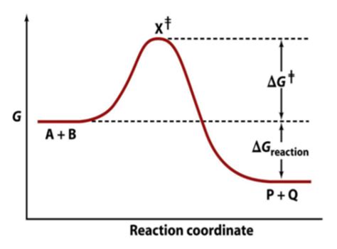 Enzyme Kinetics Flashcards Quizlet