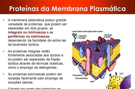 Membrana Plasmática Função Estrutura E Transportes Várias Estruturas