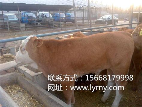 養牛成本 養牛飼養管理 養殖牛利潤 每日頭條