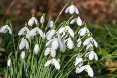 Common Snowdrops Galanthus Nivalis Stock Photo Image Of Selective