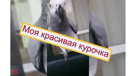 дуся 2 - YouTube
