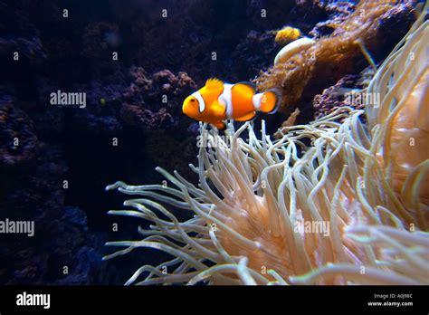 clown fish, anemone Stock Photo - Alamy