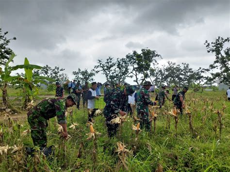 Wujudkan Ketahanan Pangan Lapas Terbuka Kendal Panen Jagung Bersama TNI