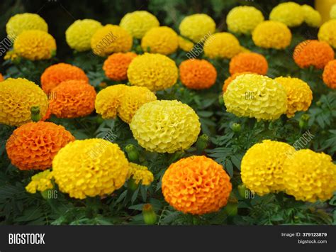 Marigolds Mixed Color Image & Photo (Free Trial) | Bigstock