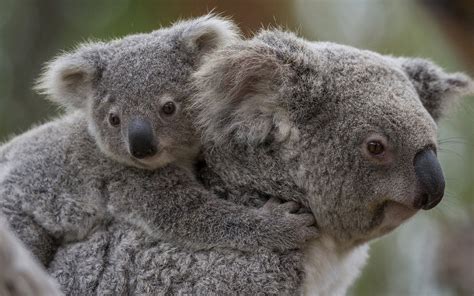 Cute Baby Koala Wallpapers - Top Free Cute Baby Koala Backgrounds ...