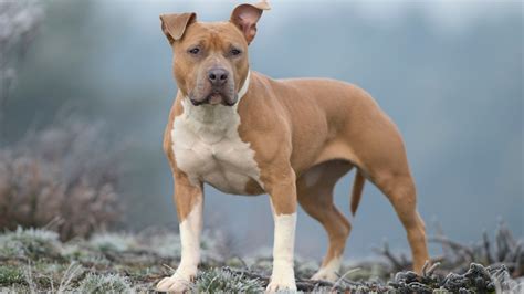 Cuidados Y Características Del American Staffordshire Terrier