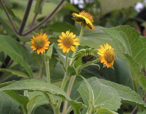 Yacon - Polymnia sonchifolia (Smallanthus sonchifolius) | Edible landscaping, Plants, Garden ...