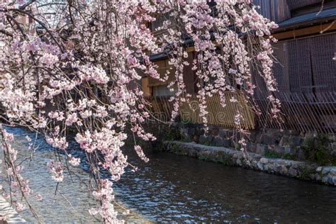 Cherry Blossom in Historic Gion Shirakawa District, Kyoto, Japan Stock ...