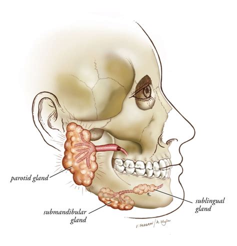 Salivary Gland Disorders Otolaryngology Head And Neck Surgery