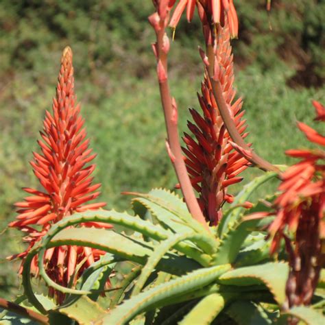 Aloe arborescens - Alvarez Nursery