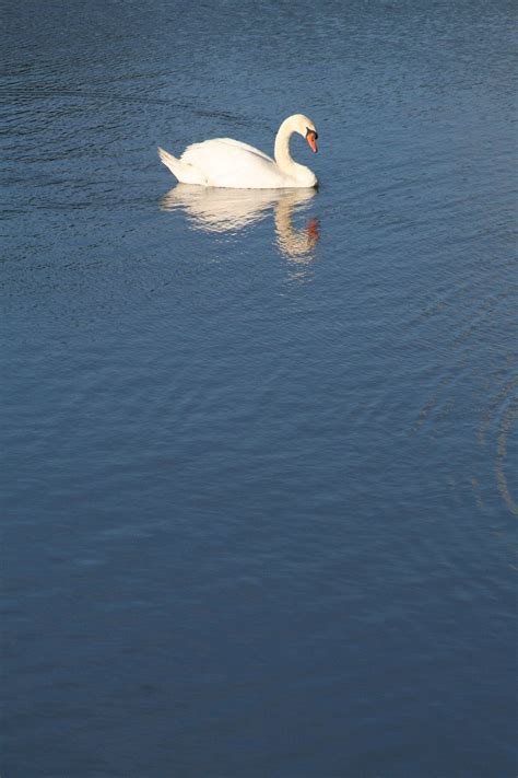 Swan, lake Free Photo Download | FreeImages