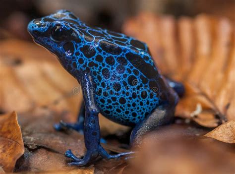 Blue Poison Arrow Frog Blue Poison Dart Frog Dendrobates Azu Stock