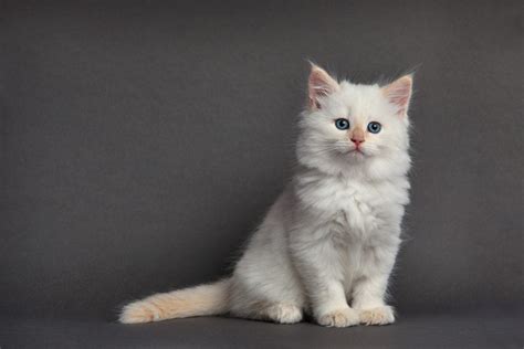 Dişi Kedi İsimleri 300 Dişi Kedi İsim Önerileri Bir Öneri