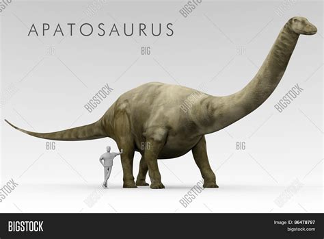 Dinosaur Apatosaurus Image & Photo (Free Trial) | Bigstock