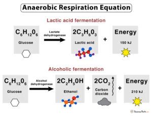 Anaerobic Respiration: Definition, Equation, Steps, & Examples