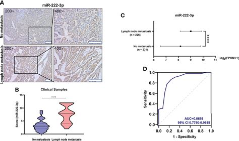 Frontiers Brafv E Mutation Responsive Mirna P Promotes