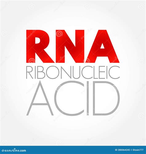 Rna Ribonucleic Acid Polymeric Molecule Essential In Various Biological Roles In Regulation