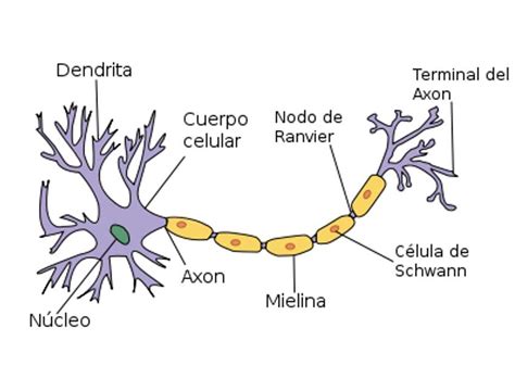 Tejido Nervioso Rompecabezas En L Nea