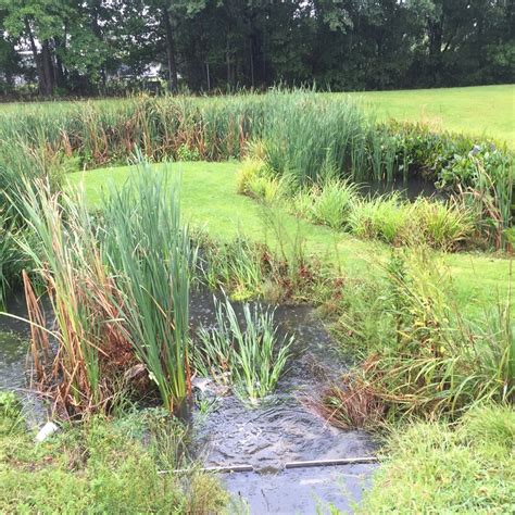 Constructed Stormwater Wetland meets Hermine