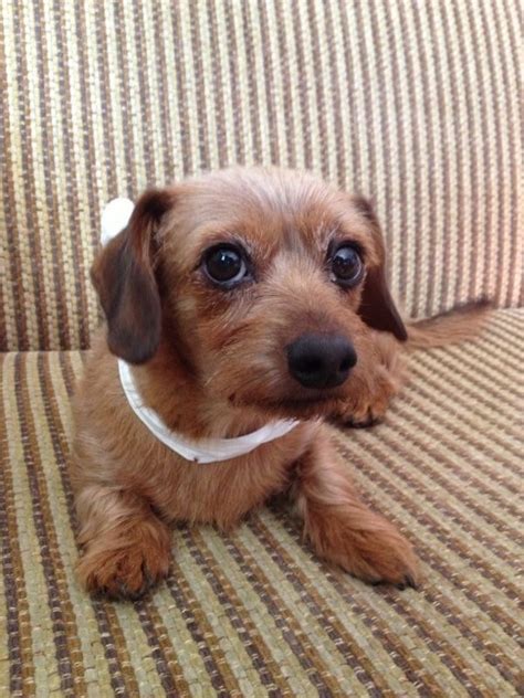 1000 Images About Dorkies Dachshund And Yorkie Mix On Pinterest Ux