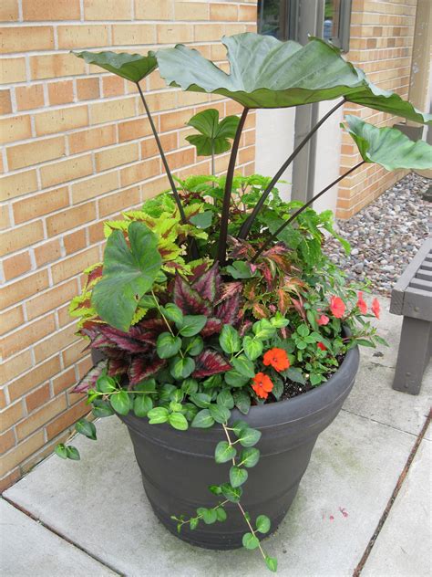 Coffee Cup (Colocasia or Elephant Ear) Plants – Good Shepherd Lutheran