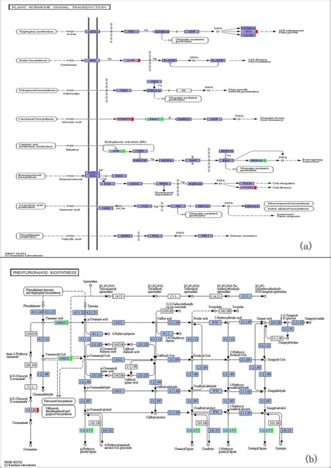 Pathways Of The Plant Hormone Signal Transduction And The Download