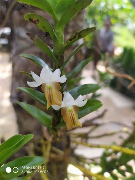 Dendrobium Ellipsophyllum Tang And Ftwang