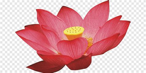 Nelumbo Nucifera Lotus Watercolor Painting White Png PNGEgg