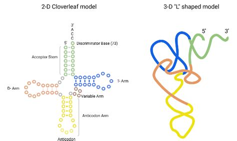 Figure 1 from Biochemistry of Aminoacyl tRNA Synthetase and tRNAs and Their Engineering for Cell ...