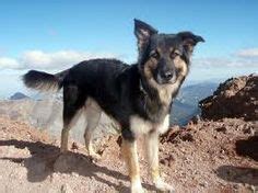 7 Facts That Will Make You Love the Border Collie German Shepherd Mix ...