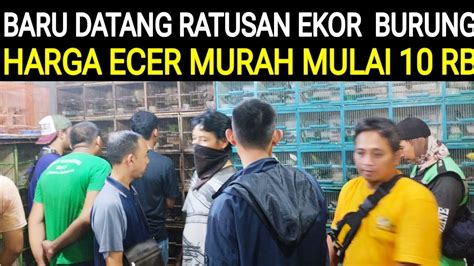 Info Baru Bongkar Ratusan Ekor Burung Harga Ecer Murah Mulai Rb Di