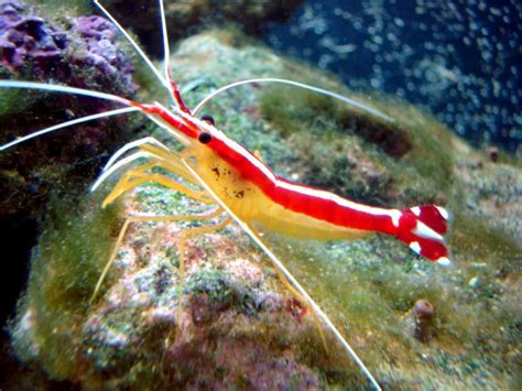 Cleaner Shrimp – "OCEAN TREASURES" Memorial Library