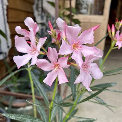 Nerium Oleander Deadly Plant Growing In Arizona