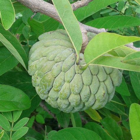 What You Should Know About Custard Apple Matomokofarming In Kenya