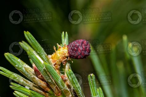 Pinus Sylvestris Scots Pine Female Strobilus Female Strobilus